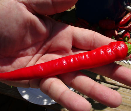 Here is the Large Thick Cayenne Pepper, Capsicum annuum, Scoville: units 3,000+ SHU. This variety was developed by the USDA, and became the most wanted and popular form of all cayenne. The pods can easily reach 8 inches long and one inch wide. Pod starts green turns to dark green then bright red when fully ripe, it can be eaten at any stage, and many people prefer this type green in frying due to the thick meaty flesh. Open Pollinated 65 days.