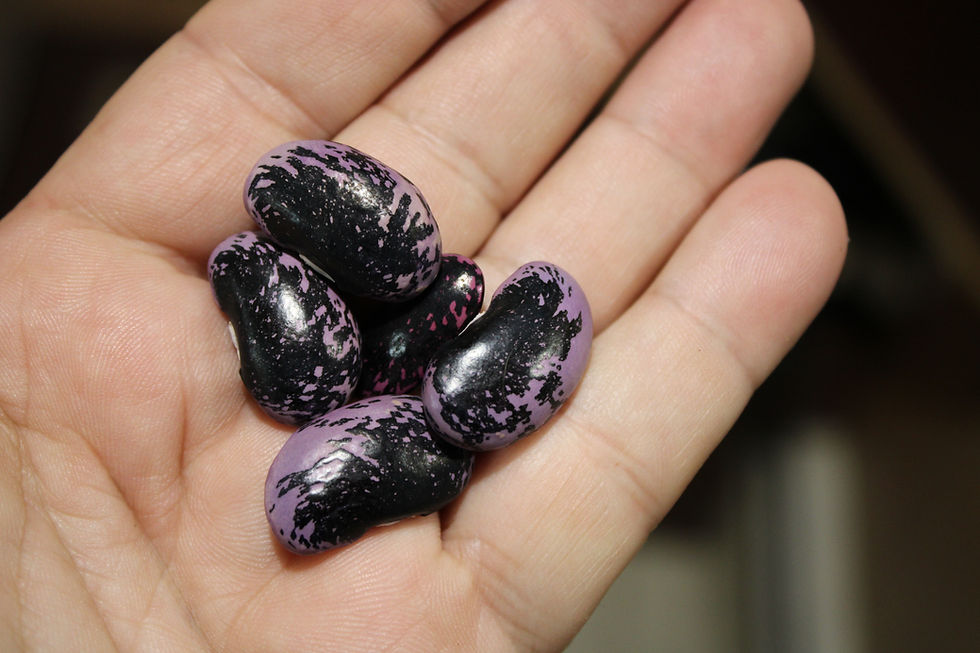 Thumbnail: Here is the Scarlet Runner Bean, Phaseolus coccineus. This bush bean variety originates from the highlands of Central America