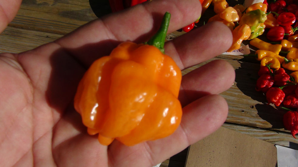 Thumbnail: Peach Piments Habanero Pepper, Capsicum chinense