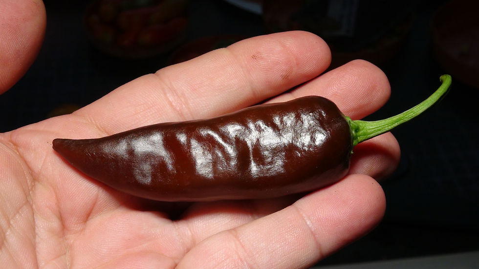 Thumbnail: Here is the Ethiopian Brown Berbere Pepper, Capsicum annuum, Scoville units: 10,500 to 45,000+ SHU. This rare and exotic pepp