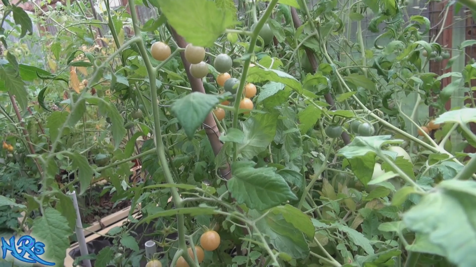 Thumbnail: White Currant Tomato 99 Cents, Solanum pimpinellifolium. This indeterminate, regular-leaf currant tomato was originally from