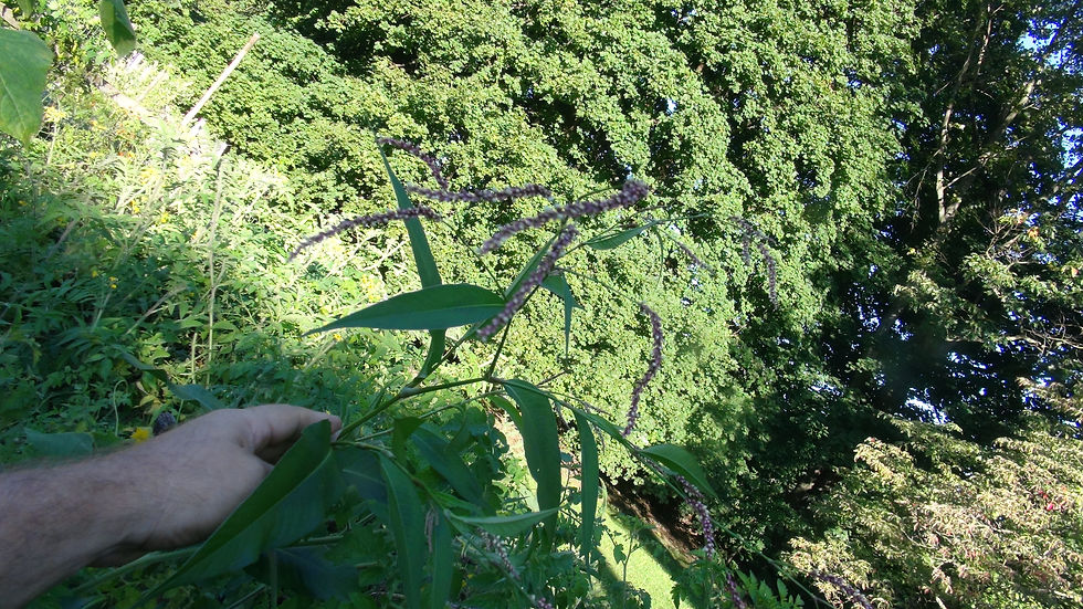 Thumbnail: Here is the Water Pepper, Persicaria hydropiper, formerly polygonum hydropiper. It is also know as marshpepper knotweed, arse