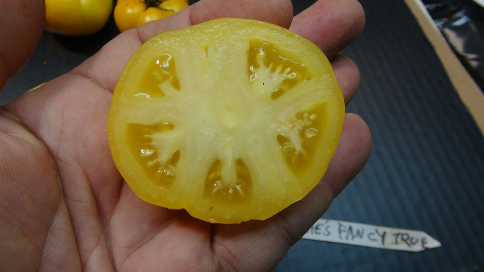 Thumbnail: Here is the Dwarf Elsie's Fancy Tomato, Solanum lycopersicum. This tomato origins are unknown and was created by the Dwarf To