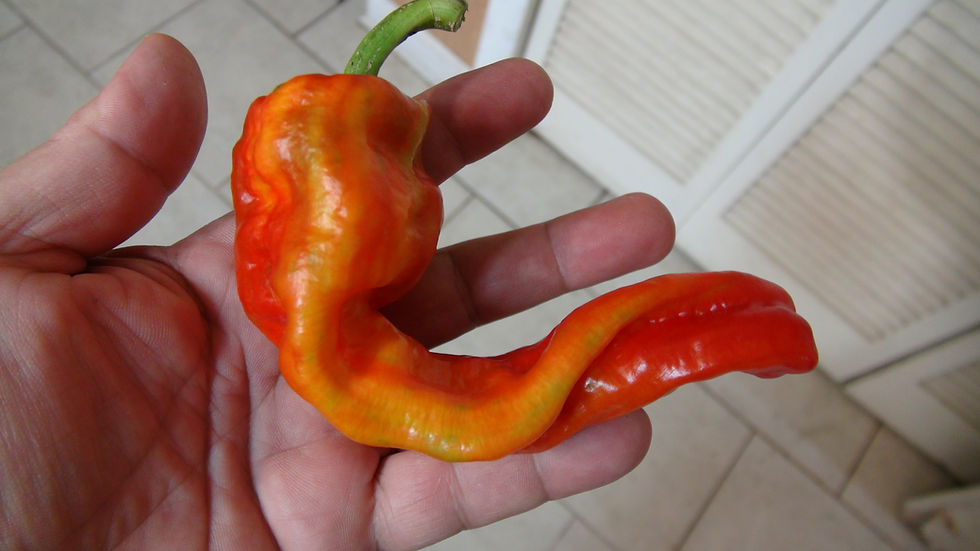 Thumbnail: Here is the Matay Pepper, Capsicum annuum, Scoville units: 1,000 to 2,000+ SHU. The Matay Pepper originates from Egypt. They