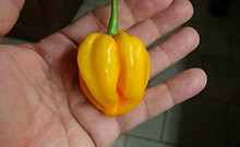 Here is the St. Lucia Scotch Bonnet Pepper, Capsicum chinense, Scoville units: 90,000 to 100,000 SHU. The St. Lucia Scotch Bonnet Pepper originates from the island of St. Lucia in the Caribbean. It is a yellow fluted habanero and has a smooth texture with pods getting to 2 inches long and go from green to yellow when fully ripe. Plants can get to 3 feet tall and tend to be a heavy producer in full sun. We found this to be very easy to grow in northern climates. Usually fruits first year and you can over winter in pots. If pruned, plants can live for many years in pots and tend to stay around 27" tall and ornate. A must grow for any collector! Open pollinated, mid to late season, yellow, perennial, medium grow, 73 to 120+ days to overwinter for many years. LOT# 4 SEC1C TAG# 173B-2022
