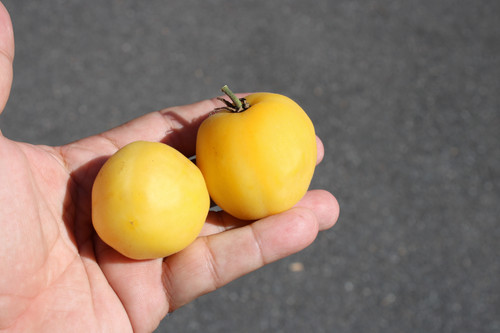 Wapsipinicon Peach Tomato | HRSeeds