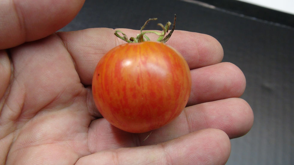 Thumbnail: Here is the Sissie's Britches Variegated Tomato, Solanum lycopersicum. This tomato origins are unknown and AKA Sissy's Britch