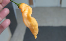 Here is the Aji Mango Pepper, Capsicum baccatum, Scoville units: 3,000 to 15,000 SHU. The Aji Mango Pepper originates from Peru. Fruits are pendent shaped get to 2.75 inch long and turns from green to orange when fully ripe. Plants can get to 72+ inches tall and is a prolific producer. Pods are very hot and have a really nice peppery taste. Usually fruits first year and did really well in a 1 gallon pot. Plants can live for many years in pots and wintering them over can bring an abundance of these little peppers. A must grow for any collector! Open pollinated, mid to late season, hot, perennial, easy to medium grow, 85 to 100+ days to overwinter for many years. LOT# 6 TAG# 250-2024