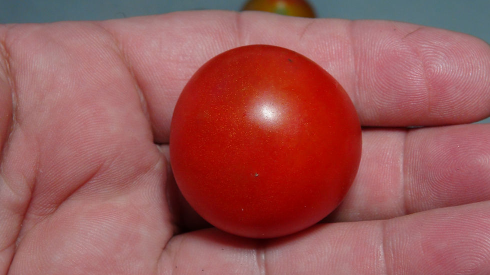 Thumbnail: Here is the Large Red Cherry Tomato 25 Cent addition, Solanum lycopersicum. The tomato originated from our gardens in New Jer