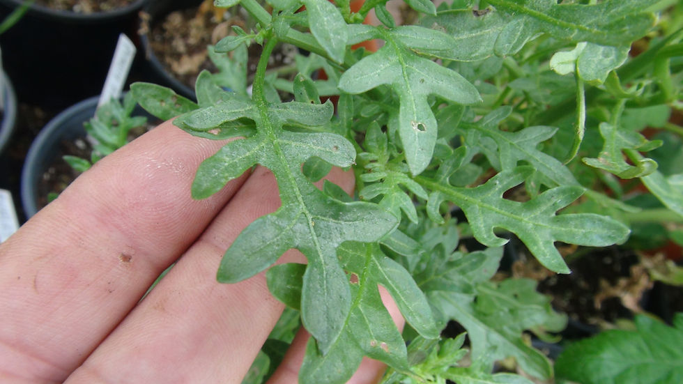 Thumbnail: Here is the Solanum maritimum, Solanum maritimum Meyen ex Nees. This wild plant originates from Northern Chile. It is also kn