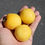 Thumbnail: Here is the Wapsipinicon Peach Tomato, Solanum lycopersicum, which was named after the Wapsipinicon River in Iowa. This Fuzzy