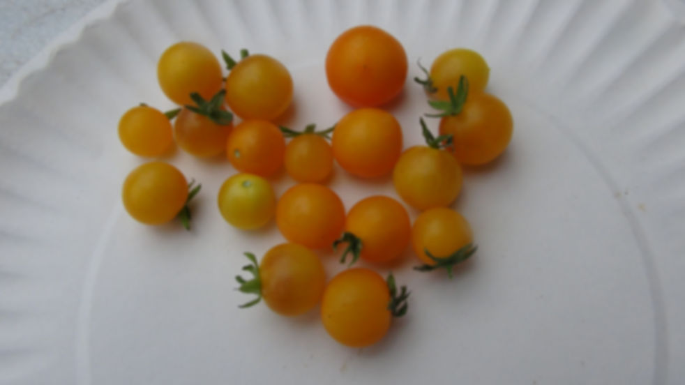 Here is the Gold Pearl Micro Dwarf Tomato, Solanum lycopersicum. This micro Dwarf tomato origins are unknown at this point. T