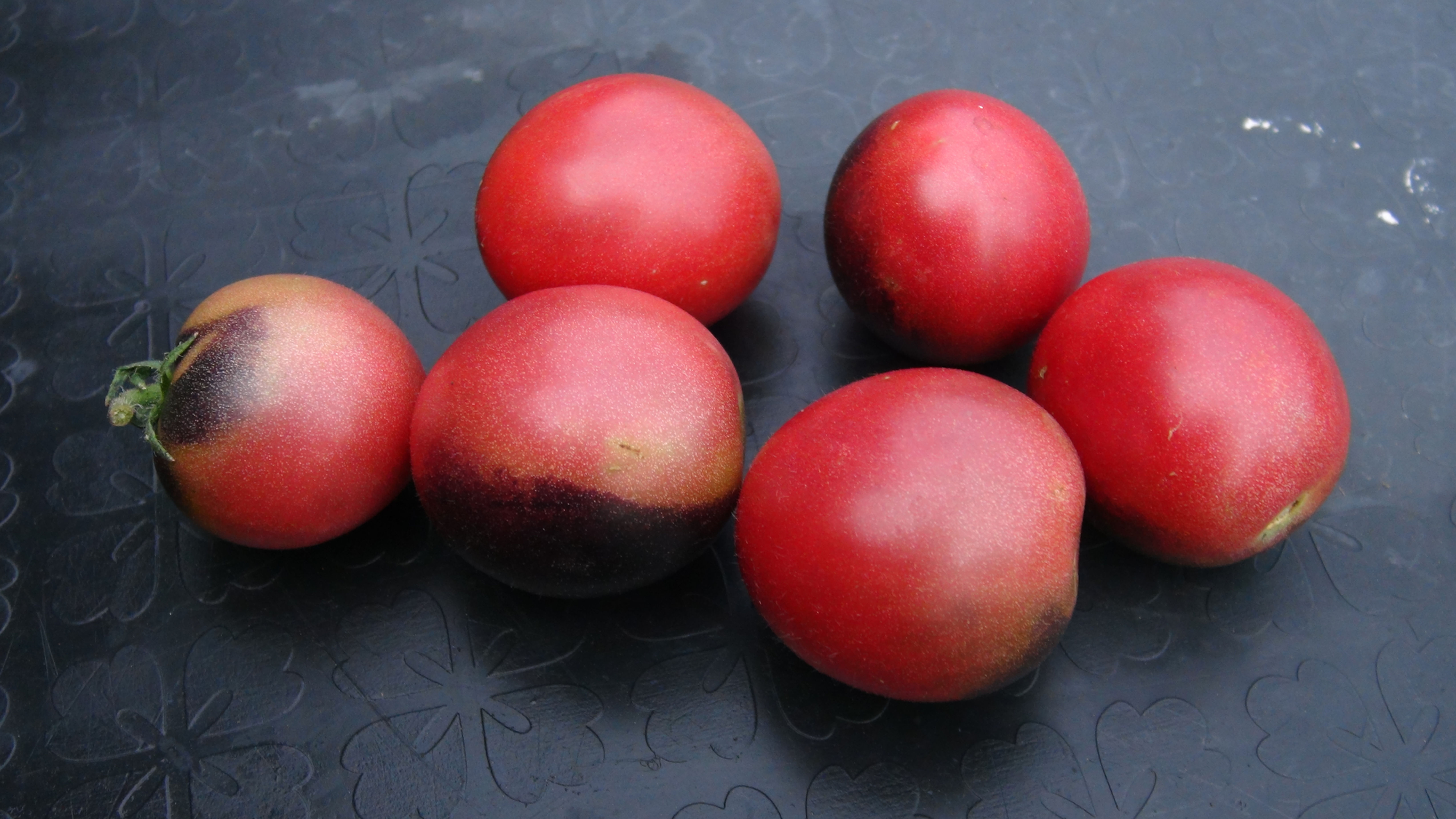 Here is the Dwarf Mocha's Cherry Tomato, Solanum lycopersicum. This tomato origins are unknown and was created by Craig LeHou