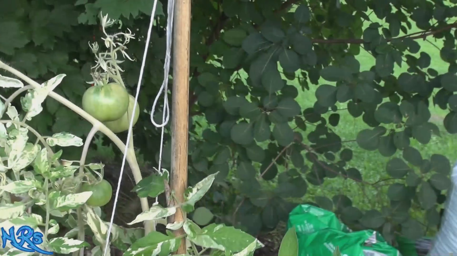 Thumbnail: Variegated (Splash of Cream) Tomato