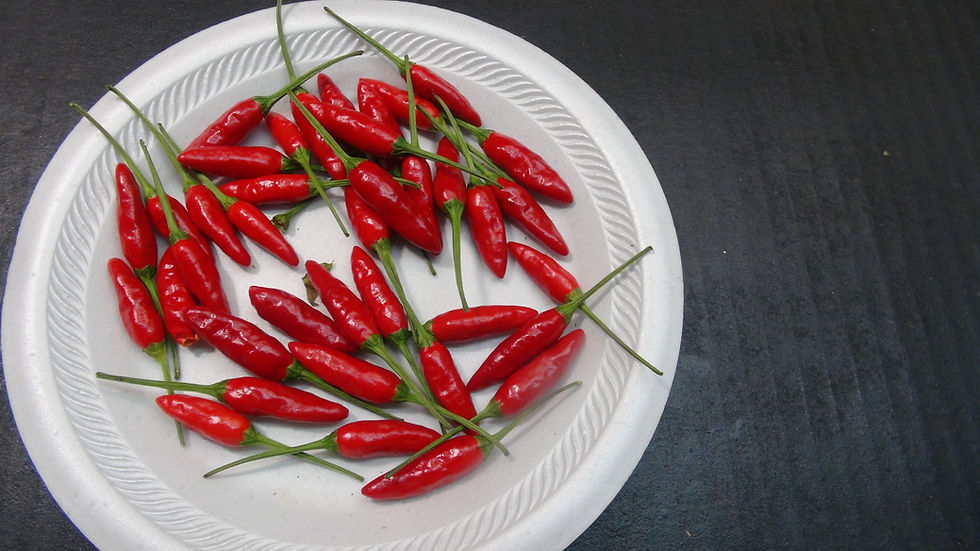 Thumbnail: Here is the Siling Labuyo Pepper, Capsicum frutescens, Scoville units: 70,000 to 85000 SHU. The Siling Labuyo Pepper originat