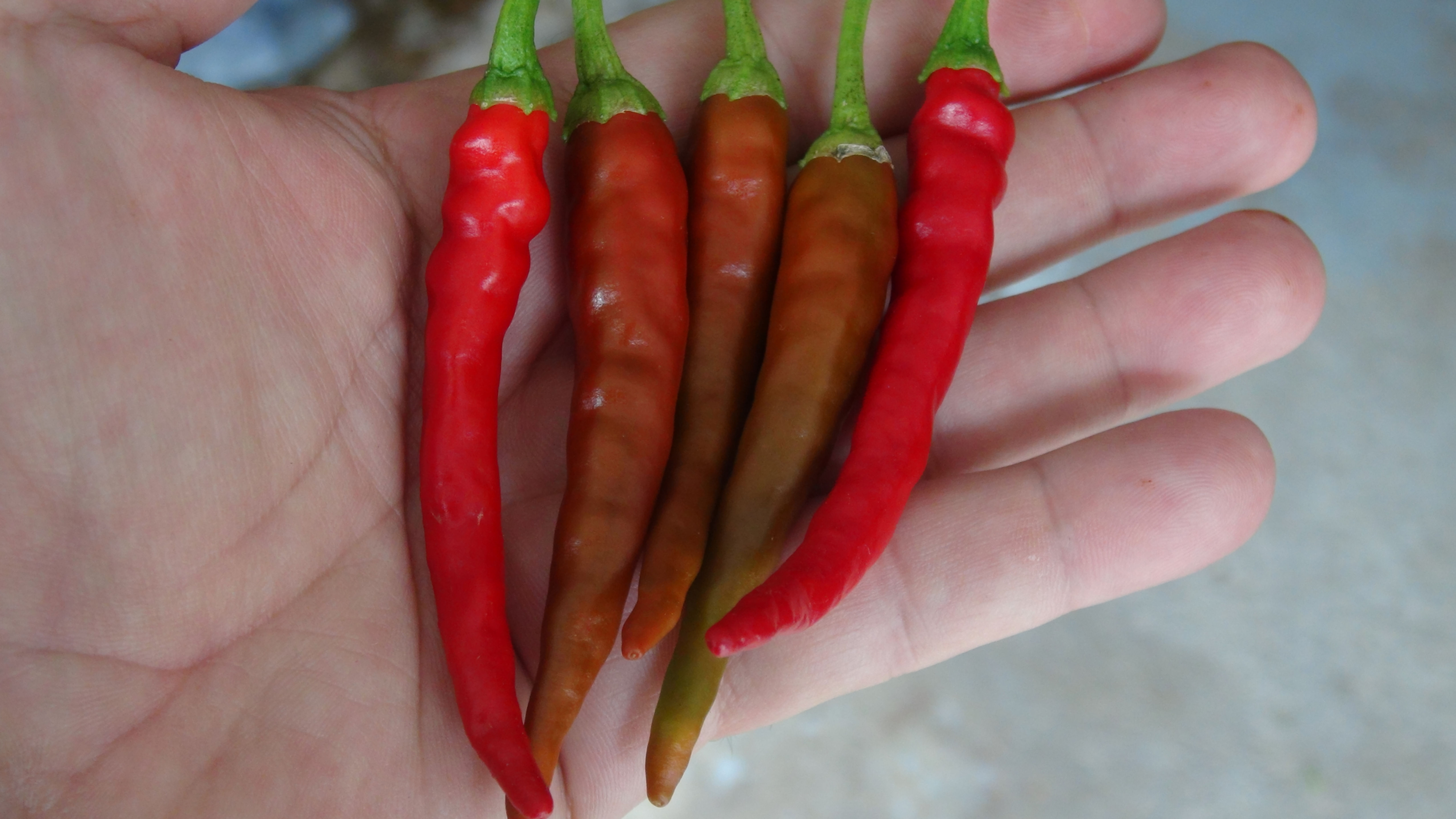 Here is the Corno di Capra Pepper, Capsicum annuum, Scoville units: 1,000 ~ 10,000 SHU. This pepper originates from the Lucan
