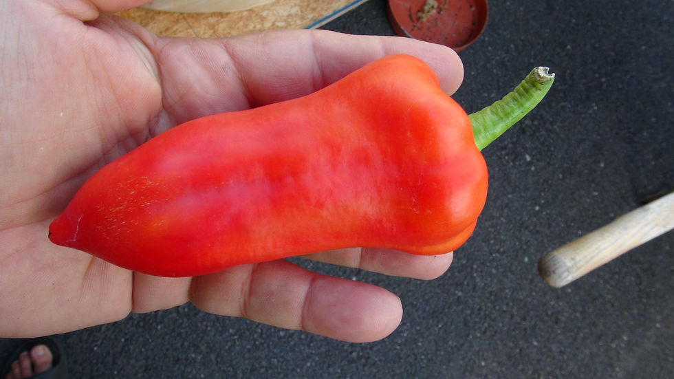 Thumbnail: Here is the Mira Sweet Pepper, Capsicum annuum, Scoville units: 000 SHU. The Mira Sweet Pepper originates from Poland. They a