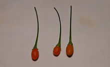 Here is the CAP 1141 Pepper, Capsicum Praetermissum, Scoville units: 400 to 1,200 SHU. This rare and unusual pepper originates from Brazil and parts of Paraguay in the highlands. The strange pepper is very similar to a C. baccatum var. baccatum but taste nothing like it. The pods get to around .25 inches long and has a rich short lived pepper flavor! Fruits start out green in color and turn to an orange color when fully ripe. Plants can get to 6+ feet tall and tend to be a tall sized plant but if pruned and potted they tend to stay small like 3 feet tall and bushy. Pods have an amazing flavor with a very nice uniqueness and medium to low heat and lacks sweetness but very satisfying. Some peppers may be very hot so be careful! These make a great sauce and adding to your pickling recipes as well as holds up well when frying. It's also good for fresh eating too! Very rare variety! Open pollinated 62 to 84 days.