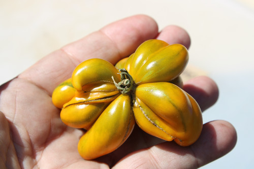 tomatoさま 3点おまとめ品 ② Phil's Two Tomato | HRSeeds