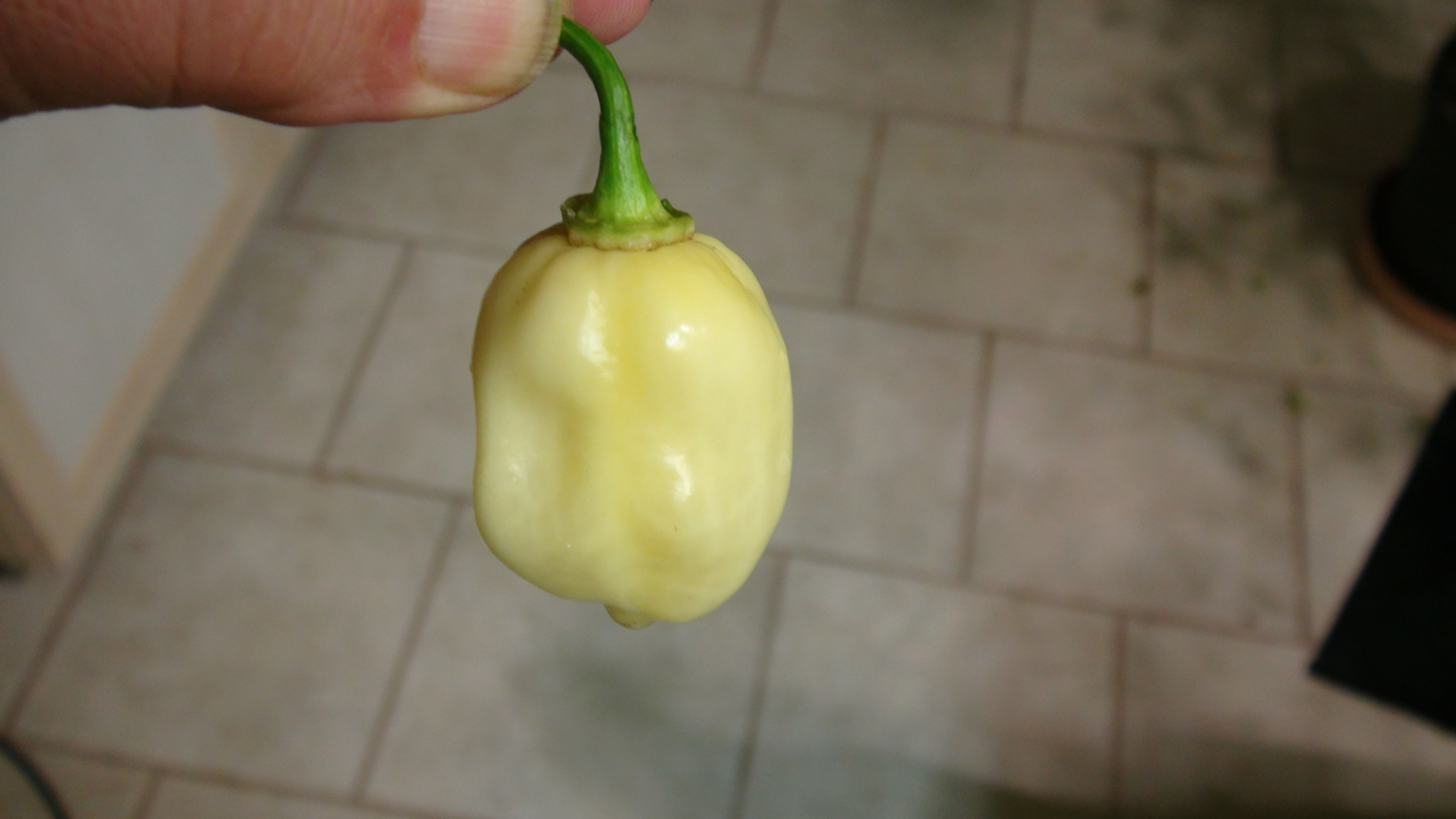 Here is the 7 Pot Bubblegum White Pepper, Capsicum chinense, Scoville units: 900,000 to 1,300,000 SHU. The 7 Pot Bubblegum Wh