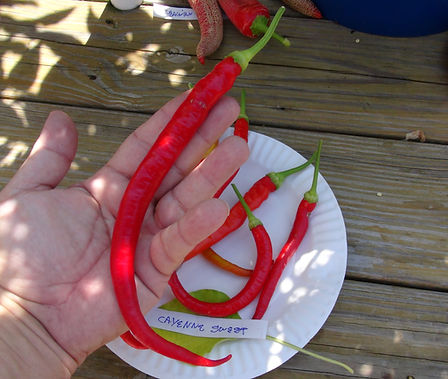 Cayenne Sweet Pepper, Capsicum annuum