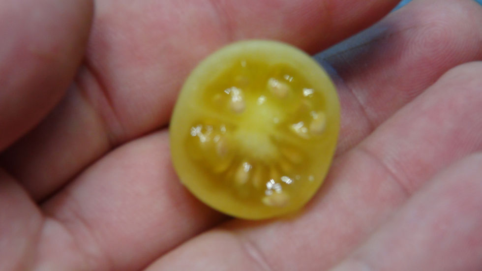 Thumbnail: Here is the Coyote Tomato, Solanum lycopersicum. This variety of tomato originates from Mexico. This is the story behind this