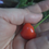 Thumbnail: Here is the Peito de Moça Pepper, Capsicum baccatum, Scoville units: 10,000 ~ 50,000 SHU. This pepper originates from Brazil