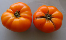 Loxton Lad Dwarf Tomato (2).JPG