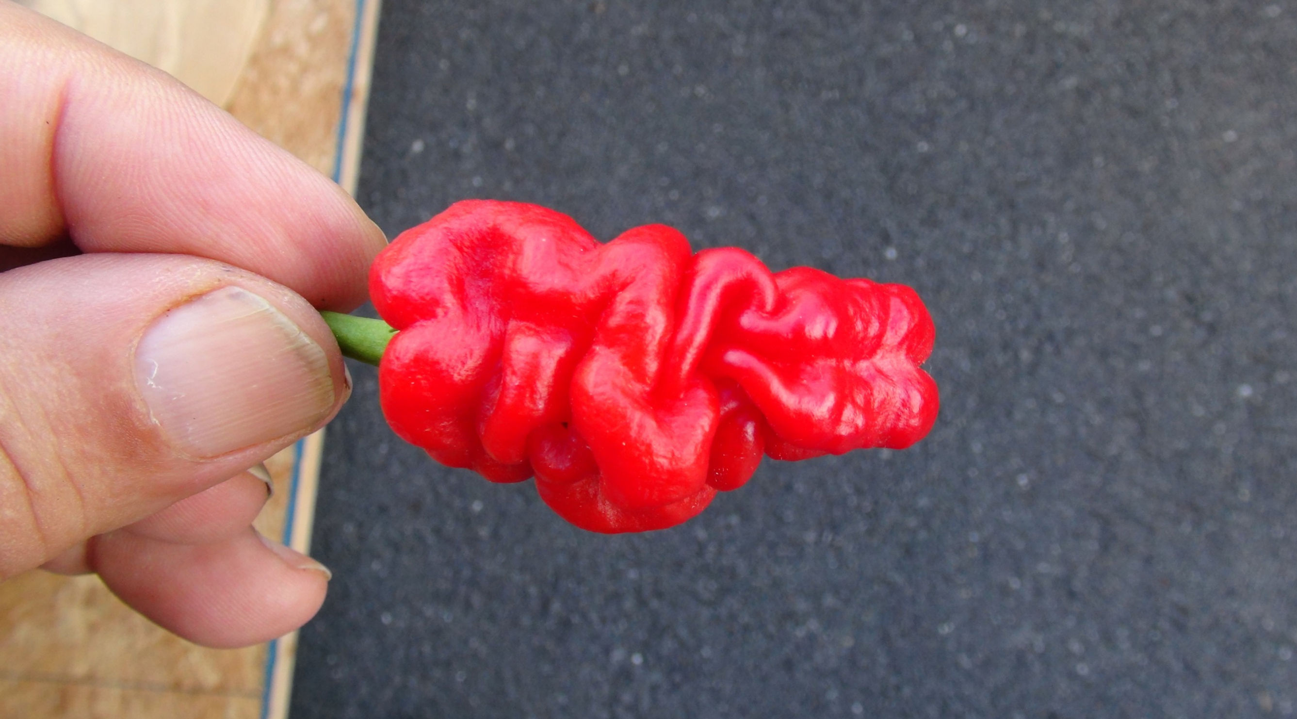 Here is the Zou-Pi Pepper, Capsicum Chinense, Scoville units: 5,000 to 10,000 SHU. The Zou-Pi Pepper originates from Southern