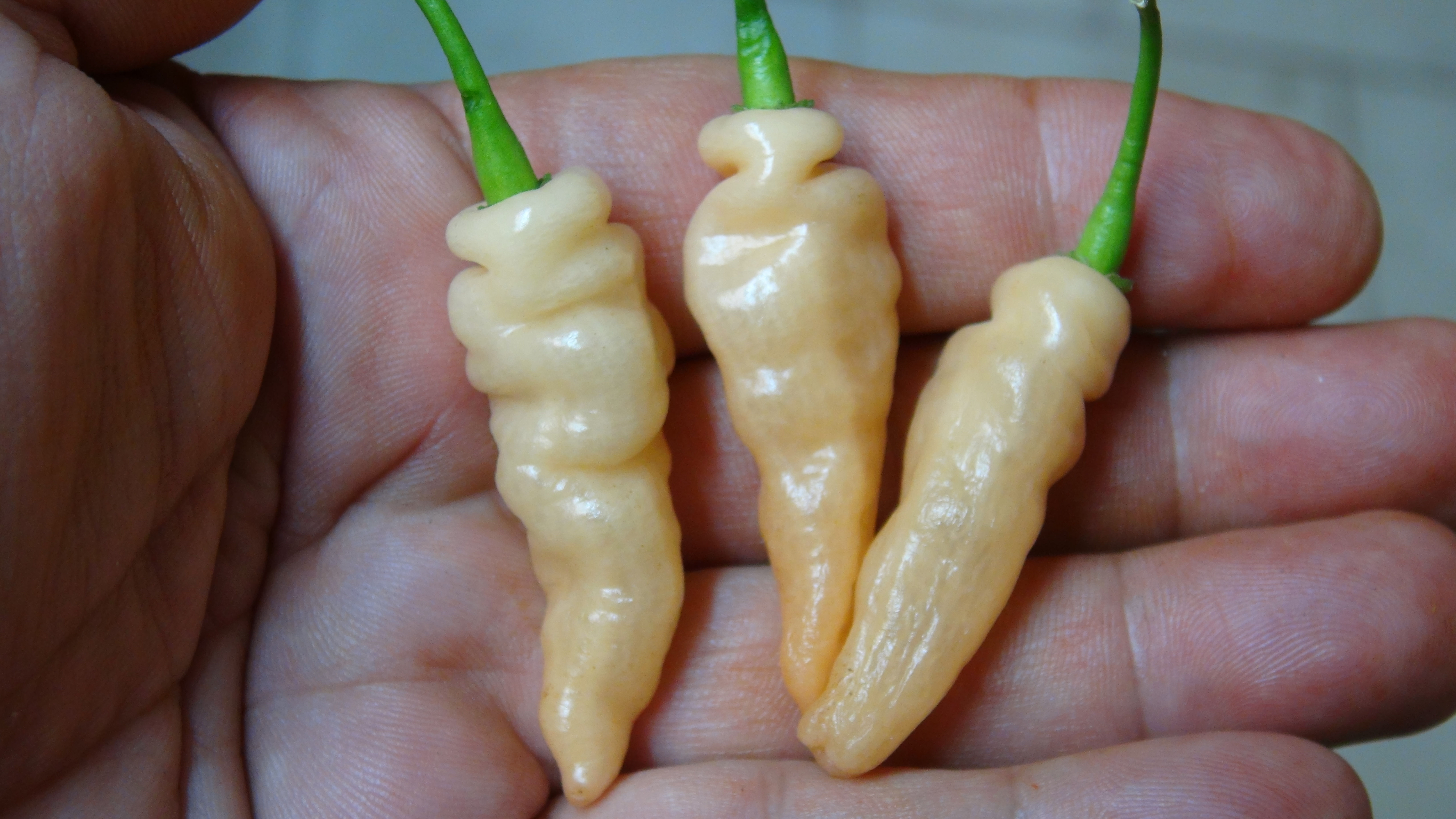 Here is the Peach Wasp Pepper, Capsicum Chinense, Scoville units: 10,000 to 15,000 SHU. This caterpillar type pepper originat