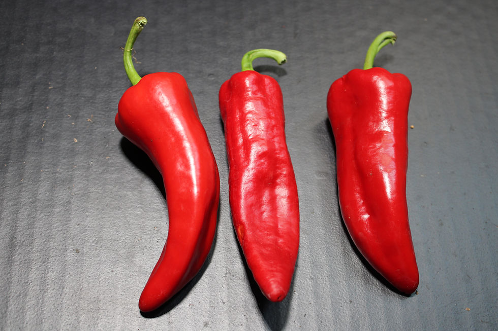 Thumbnail: Here is the Lengua de Cabra Dulce pepper, Capsicum annuum, Scoville units: 000 SHU. This Pepper originates from Spain. lengua