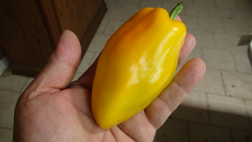 Перец сладкий Янтарь Pepper | hrseeds