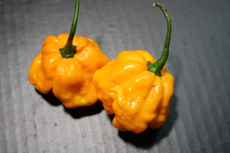 Here is the Scotch Brains Pepper, Capsicum chinense, Scoville units: 400,000 to 800,000 SHU. The Scotch Brains Pepper origina