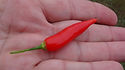 Here is the Aji Omnicolor Pepper, PI 215739, CGN 22141, Capsicum baccatum, Scoville units: 30,000 to 50,000 SHU. This pepper originates from Peru. It is an ornamental variety that is edible an quite tasty. Pods start out bone or white in color then turn orange and finally to a deep dark orange or red color when fully ripe. Plants can get to 3 feet tall but they get wider more then tall getting to as wide as 4 feet and produce hundreds of fruits per plant. Pods have an amazing baccatum flavor with a very nice glowing burn that don't go away very fast! Even tho this pepper is rated very high on the scoville scale we feel it is much lower in heat more like a cayenne but with the taste of a baccatum. Excellent for drying and making ristras! Open pollinated 78 days.