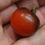 Thumbnail: Here is the Tartufo Micro Dwarf Tomato, Solanum lycopersicum. This micro Dwarf tomato origins are unknown but believed to ori