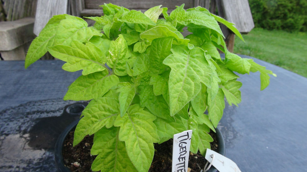 Here is the Tigerette Red Micro Dwarf Tomato, Solanum lycopersicum. This tomato originates from Russia. The Tigerette Red Mic