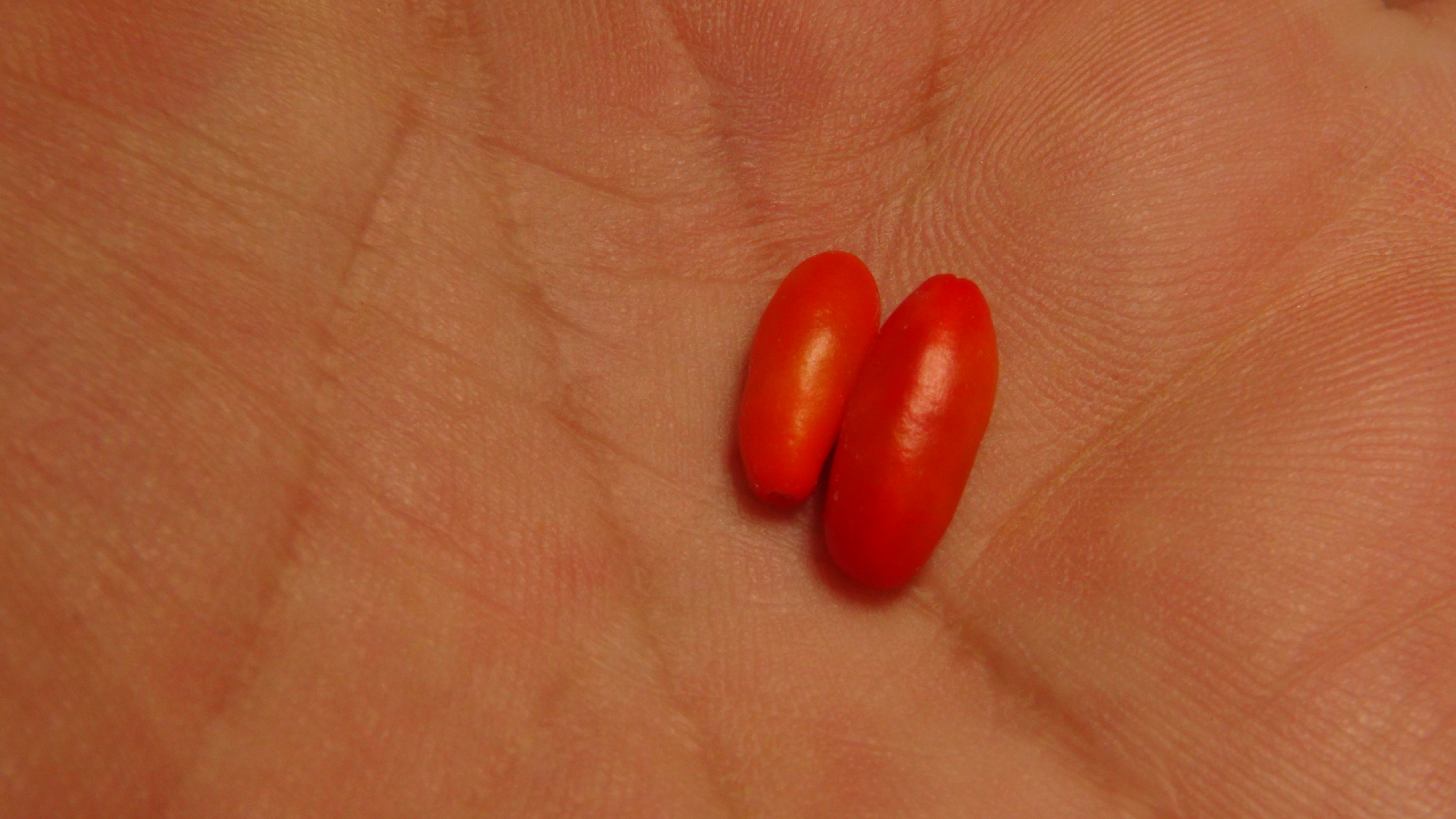 Here is the CAP 1445 Pepper, Capsicum chacoense, Scoville Units: 10,000 to 30,000 SHU. This pepper originates from Bolivia. I