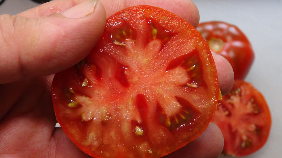 Thumbnail: Here is the Sleeping Lady Tomato, Solanum lycopersicum. This tomato originates from Alaska USA and was selected by Sherry Shi