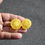 Thumbnail: Here is the Gnocchi di Limon Cherry Tomato, Solanum lycopersicum. This tomato originates from Italy. The fruits are a white s