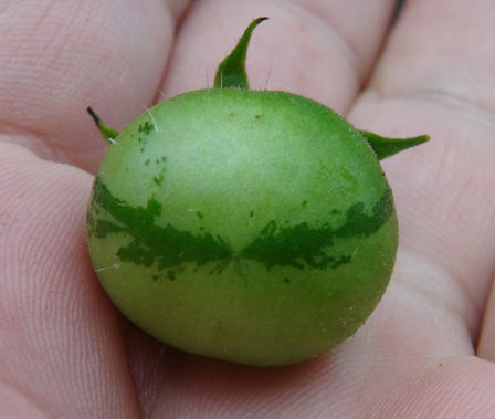 Here is the Wild Hairy Tomato, Lycopersicon hirsutum f. glabratum, or Solanum habrochaites is new for 2019. This wild tomato from Ecuador is a very rare tomato type to come across! This Indeterminate, fuzzy leaf, perennial tomato plant produces 1/2" sized, green-white, slightly variegated tomatoes that have a fuzzy skin and is a heavy producing variety. We found this variety to be resistant to powdery mildew, early blight, bacterial speck and many other diseases. The fruits are edible but may contain some alkaloids when unripe. This species tends to handle colder climates and grows well in higher latitudes. NOT a beginners tomato, seeds need lots attention when starting, open pollinated 75 days. Click HERE for more info on tomatoes. Click HERE to watch other tomato reviews.