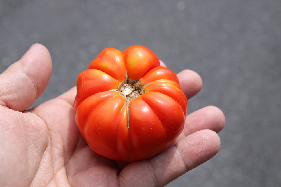 Thumbnail: Here is the Chesnovy Tomato, Solanum lycopersicum. This tomato originates from Ukraine. The fruits are a red traveler tomato