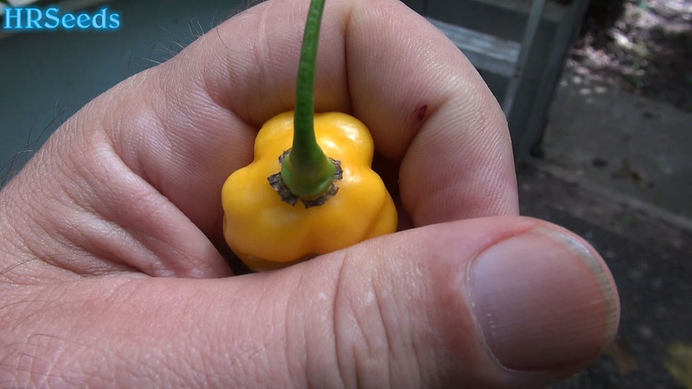 Here is the Mari Yellow Pepper, Capsicum annuum, Scoville units: 4,000 ~ 10,000 SHU. A very rare heirloom from France. This H