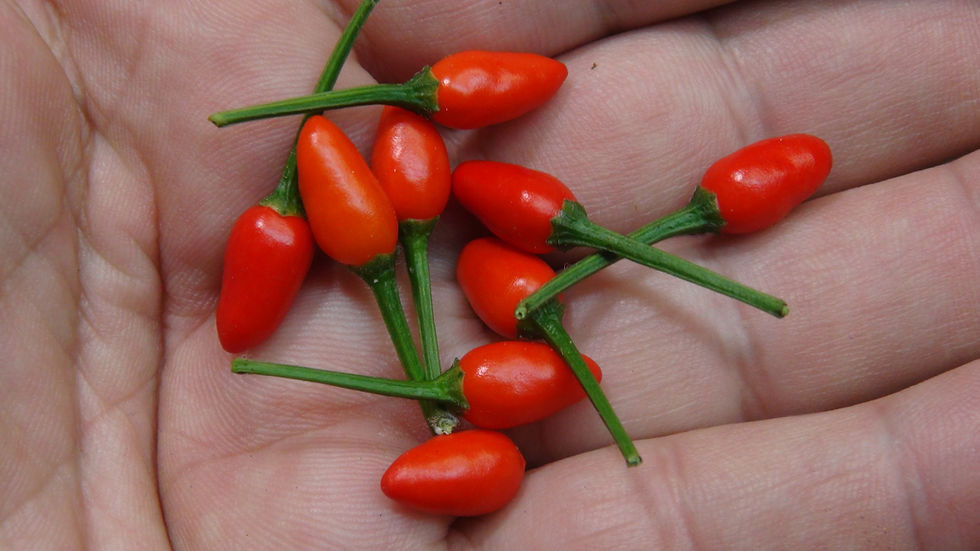 Thumbnail: Here is the Chiltepin Phoenix Pepper, Capsicum annum var. glabriusculum, Scoville units: 80,000 to  220,000 SHU. The Chiltepi