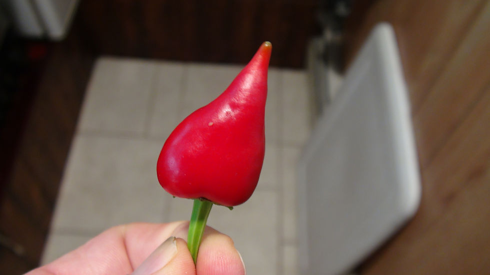 Thumbnail: Here is the Kampanaki Pepper, Capsicum annuum, Scoville units: 500 to 1,700+ SHU. This pepper originates from Greece. This va