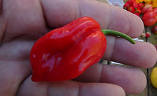 Caribbean Red Habanero Pepper
