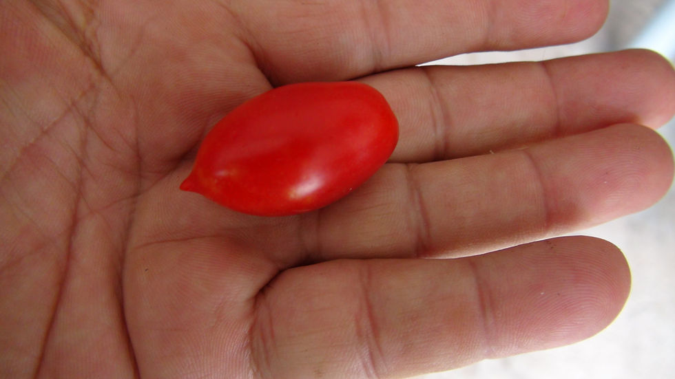 Thumbnail: Here is the Hardin's Miniature Micro Dwarf Tomato, Solanum lycopersicum. This micro Dwarf tomato originates from Iowa USA and