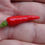 Thumbnail: Here is the Malagueta Pepper, PI 497984, Capsicum frutescens, Scoville 60,000 to 100,000 SHU. This pepper originates from the