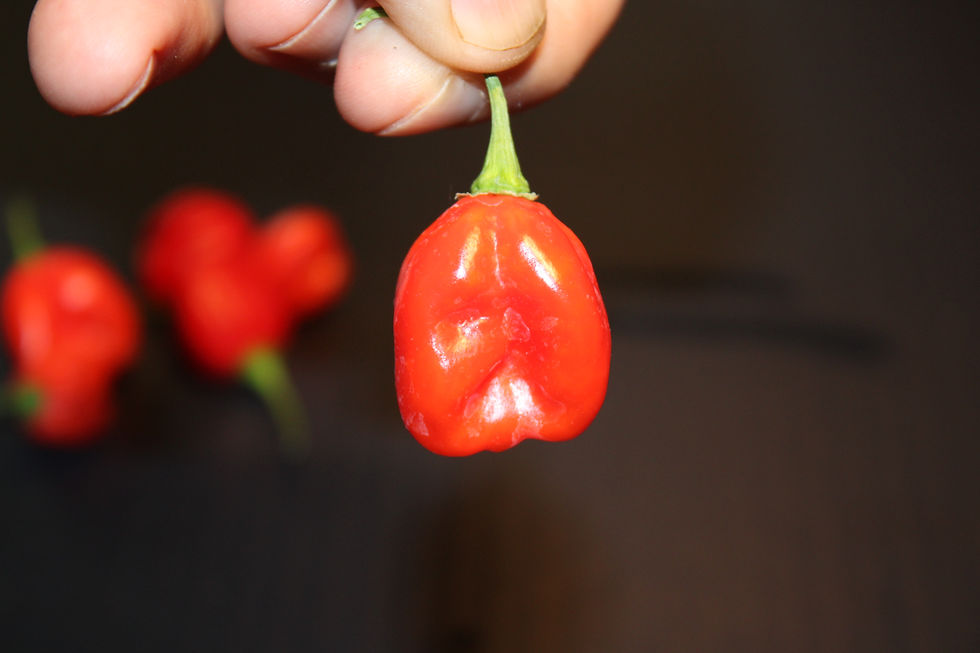 Thumbnail: Here is the St Martin Habanero Pepper, Capsicum chinense, Scoville units: 100,000 to 350,000 SHU. Also known as habanero St.