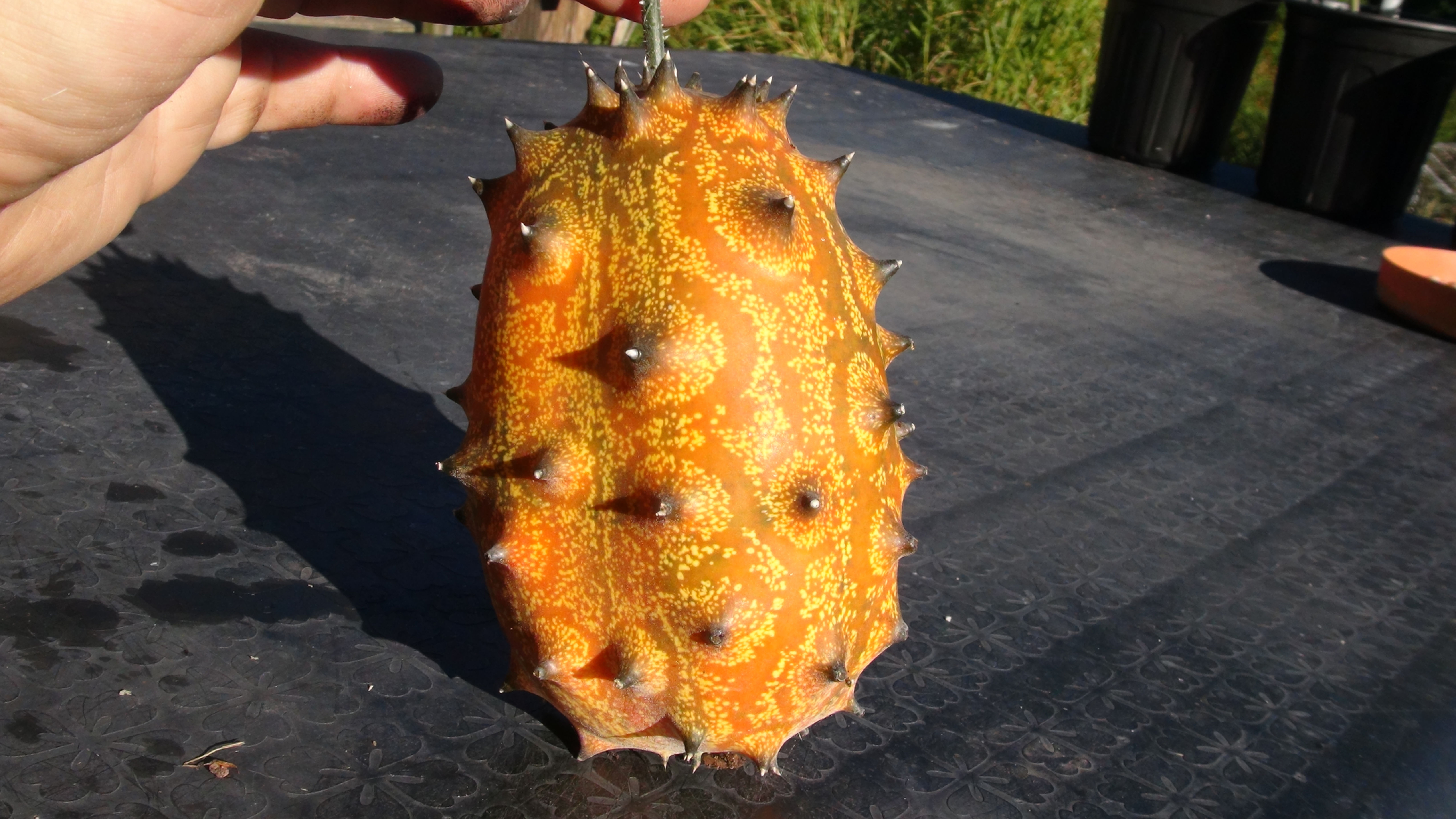 Here is the Horned Melon, Cucumis metuliferus. This melon comes from Southern Africa. These spiked melons are a perennial typ