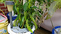 Here is the Rezha Macedonian Pepper, Capsicum annuum, Scoville Units: 5,000+ SHU, The Rezha Macedonian pepper it originates From Macedonia and has been grown there for over 100 years. It is what is known as an “embroidered” pepper. Traditional farmers save seed from the peppers that show the most pronounced corking. They are mostly used to make a paste called Ajvar. This is considered to be a rare and hard to get variety. Open pollinated 80 days.